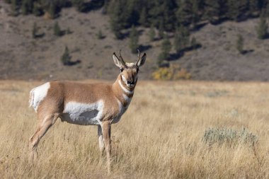 Grand Teton Ulusal Parkı 'nda sonbaharda bir antilop geyiği.