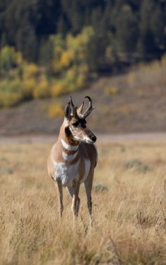 Grand Teton Ulusal Parkı 'nda sonbaharda bir antilop geyiği.