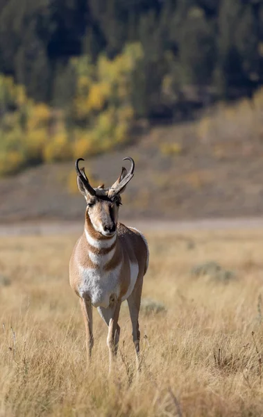 Pronghorn Antelope Buck Grand Teton National Park Wyoming Autumn — Stock Photo, Image
