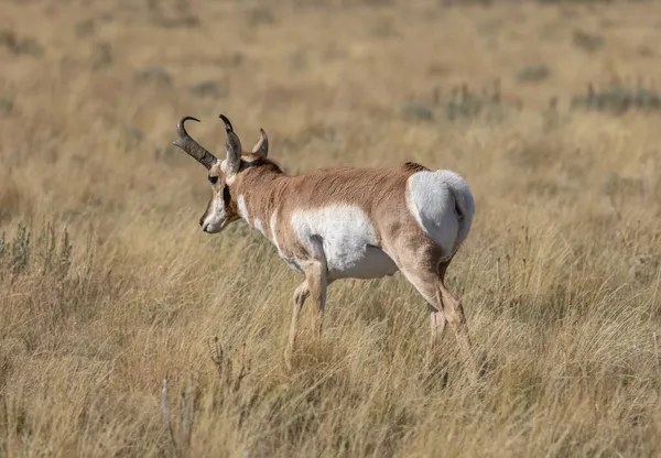 Pronghorn Antilope Buck Nel Grand Teton National Park Wyoming Autunno — Foto Stock
