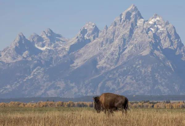 Bullenbisons Grand Teton National Park Wyoming Herbst — Stockfoto