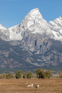 Güz ayında Grand Teton Ulusal Parkı Wyoming 'de boynuzlu antilop geyikleri