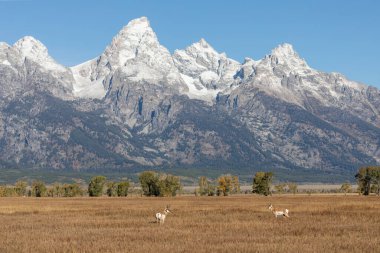 Güz ayında Grand Teton Ulusal Parkı Wyoming 'de boynuzlu antilop geyikleri