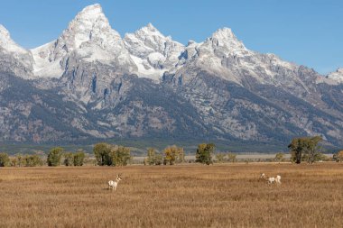 Güz ayında Grand Teton Ulusal Parkı Wyoming 'de boynuzlu antilop geyikleri
