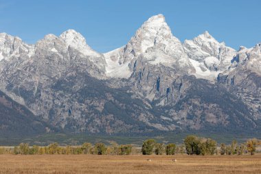Güz ayında Grand Teton Ulusal Parkı Wyoming 'de boynuzlu antilop geyikleri
