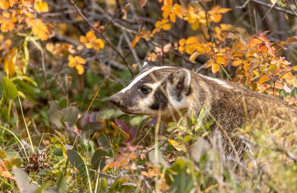 Полювання Борсуків Восени Вайомінгу — стокове фото