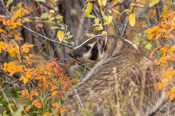 Una Caza Tejones Otoño Wyoming —  Fotos de Stock