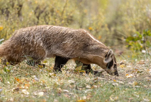 Une Chasse Blaireau Automne Dans Wyoming — Photo