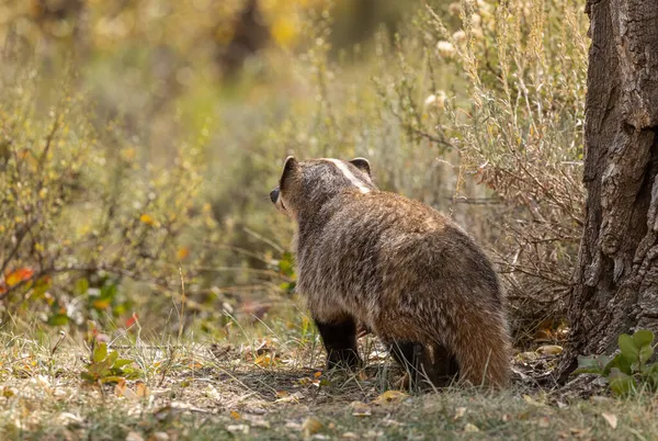 Badger Hunting Autumn Wyoming — Stock Photo, Image