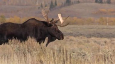 Wyoming düşme rut sırasında bir boğa geyiği