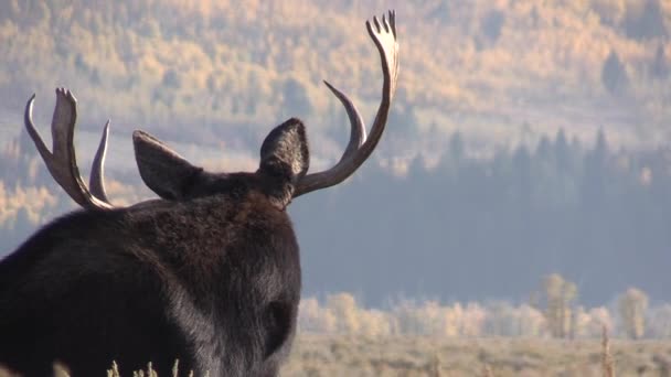 Orignal Taureau Dans Wyoming Pendant Ornière Automne — Video