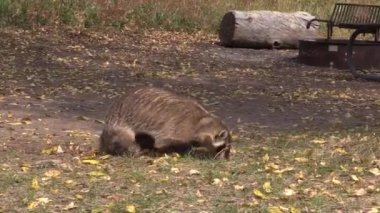 Sonbaharda Wyoming 'de bir porsuk.