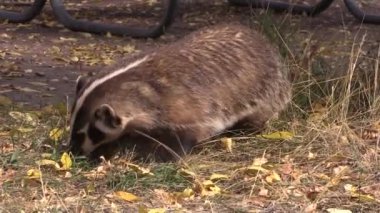 Sonbaharda Wyoming 'de bir porsuk.