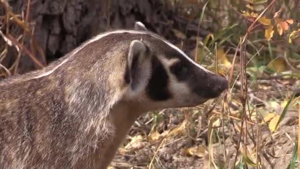 Badger Wyoming Musim Gugur — Stok Video