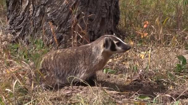 Tejón Wyoming Otoño — Vídeo de stock