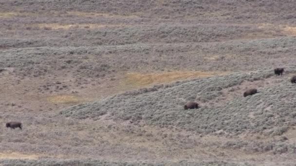 秋天怀俄明州黄石公园的一群野牛 — 图库视频影像