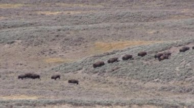 Yellowstone Ulusal Parkı 'nda sonbaharda bir bizon sürüsü.