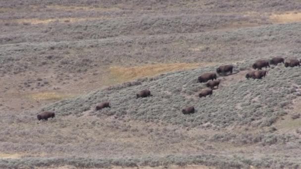 Herd Bison Yellowstone National Park Wyoming Autumn — Stock Video