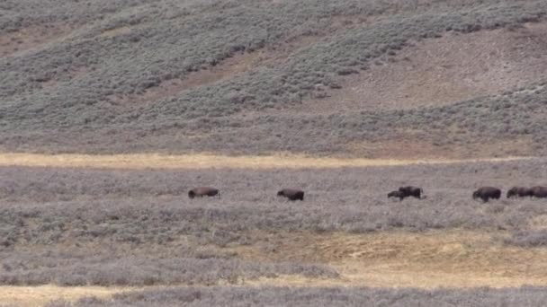 Una Manada Bisontes Parque Nacional Yellowstone Wyoming Otoño — Vídeos de Stock