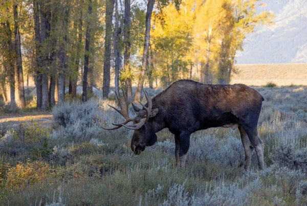 Bull Moose Grand Teton National Park Wyoming Autumn — Stock Photo, Image