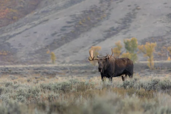 Alce Toro Parque Nacional Grand Teton Wyoming Otoño — Foto de Stock