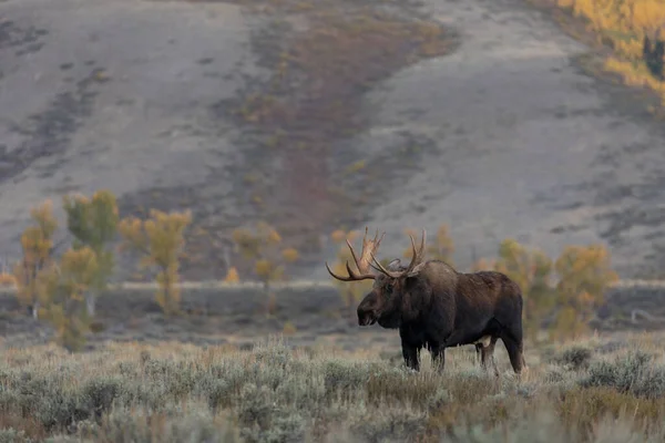 Een Stier Eland Grand Teton National Park Wyoming Herfst — Stockfoto