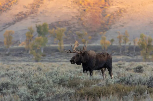 Bull Moose Grand Teton National Park Wyoming Autumn — Stock Photo, Image