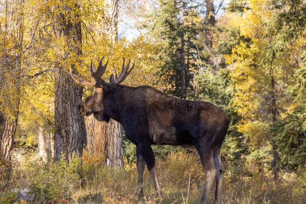 Bull Moose Grand Teton National Park Wyoming Autumn — Stock Photo, Image