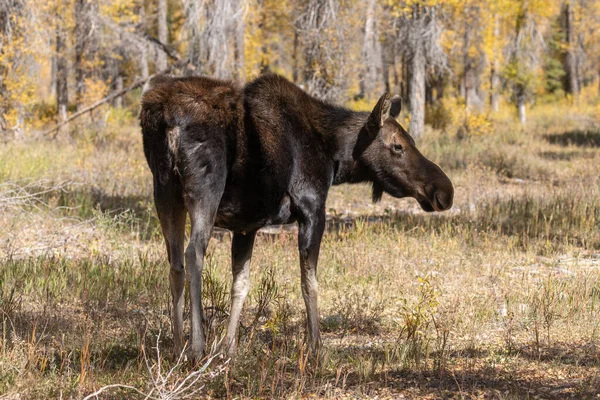 ワイオミング州では秋に牛のシラスが — ストック写真