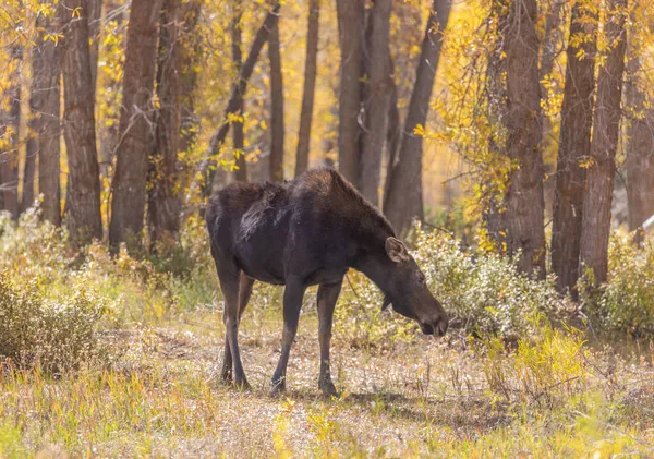 Cow Shiras Moose Autumn Wyoming — Stock Photo, Image