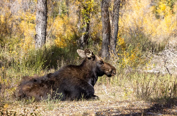 Uma Vaca Shiras Alce Outono Wyoming — Fotografia de Stock