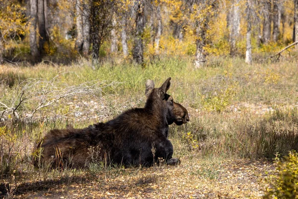 Een Koe Shiras Eland Herfst Wyoming — Stockfoto