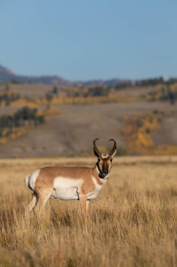 a pronghorn antelope buck in autumn in Wyoming clipart