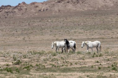Utah çölünde ilkbaharda vahşi atlar