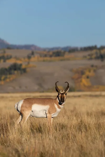 Ein Vorgelagerter Antilopenbock Herbst Wyoming — Stockfoto