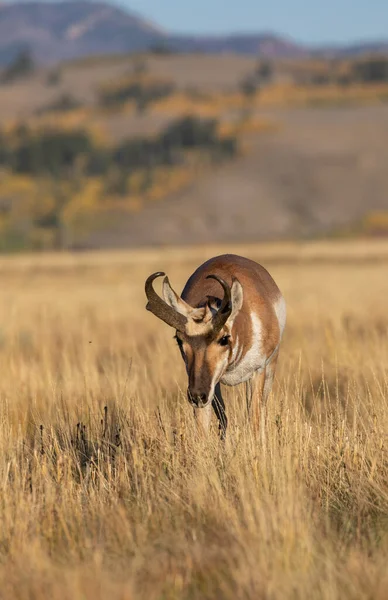 Ein Vorgelagerter Antilopenbock Herbst Wyoming — Stockfoto