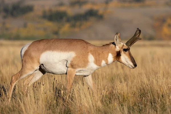 Mâle Antilope Pronghorn Automne Dans Wyoming — Photo