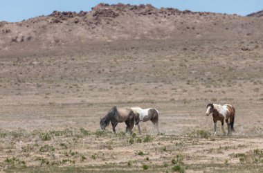 Utah çölünde ilkbaharda vahşi atlar