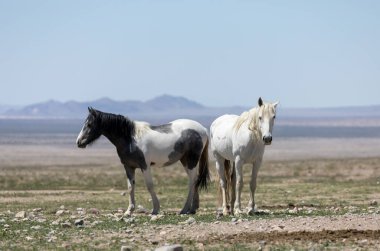 Utah çölünde ilkbaharda vahşi atlar