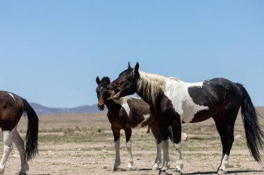 Utah çölünde ilkbaharda vahşi atlar