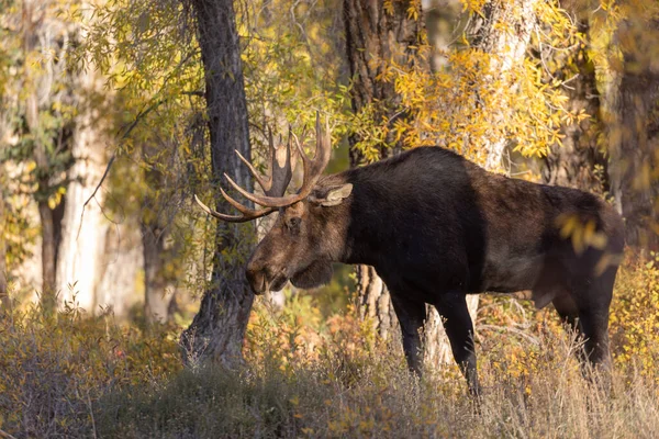 Byk Łosia Shiras Jesienią Wyoming — Zdjęcie stockowe