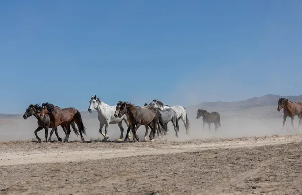 Una Mandria Cavalli Selvatici Primavera Nel Deserto Dello Utah — Foto Stock