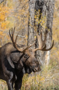 Grand Teton Ulusal Parkı Wyoming 'deki sonbahar monotonluğu sırasında bir boğa shiras geyiği.