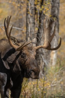 Grand Teton Ulusal Parkı Wyoming 'deki sonbahar monotonluğu sırasında bir boğa shiras geyiği.