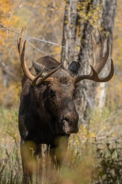 Grand Teton Ulusal Parkı Wyoming 'deki sonbahar monotonluğu sırasında bir boğa shiras geyiği.