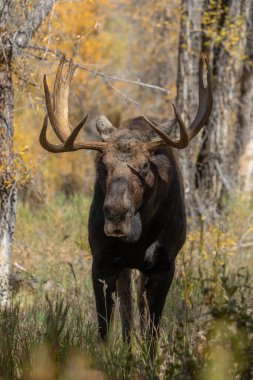 Grand Teton Ulusal Parkı Wyoming 'deki sonbahar monotonluğu sırasında bir boğa shiras geyiği.