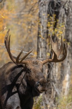 Grand Teton Ulusal Parkı Wyoming 'deki sonbahar monotonluğu sırasında bir boğa shiras geyiği.