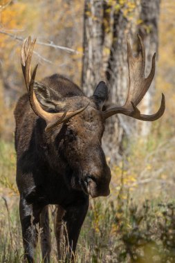 Grand Teton Ulusal Parkı Wyoming 'deki sonbahar monotonluğu sırasında bir boğa shiras geyiği.