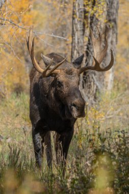 Grand Teton Ulusal Parkı Wyoming 'deki sonbahar monotonluğu sırasında bir boğa shiras geyiği.
