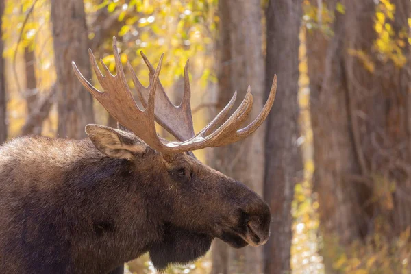 Tjur Tröjor Älg Hösten Rut Grand Teton National Park Wyoming — Stockfoto